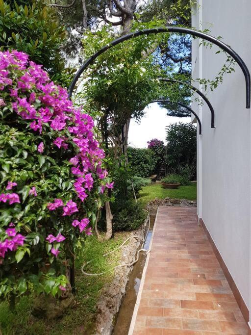 Giardino Mediterraneo Lacco Ameno  Exterior foto